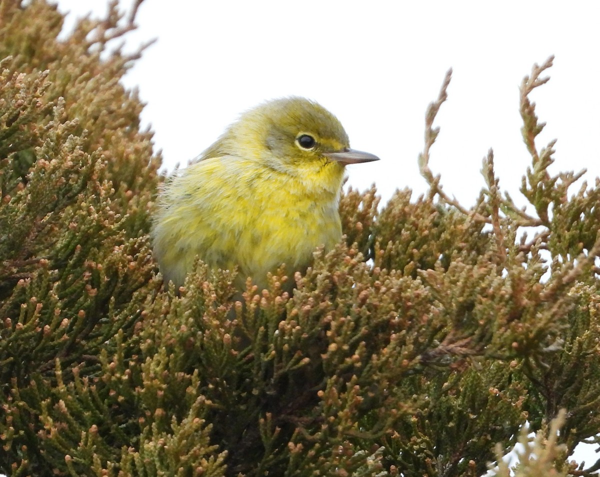 Сосновая древесница - ML646870485