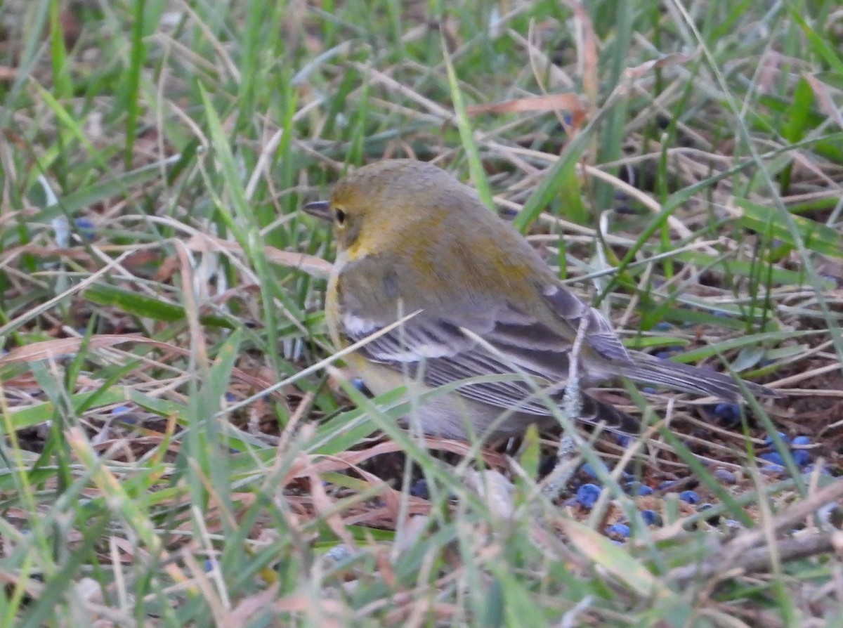 Сосновая древесница - ML646870486