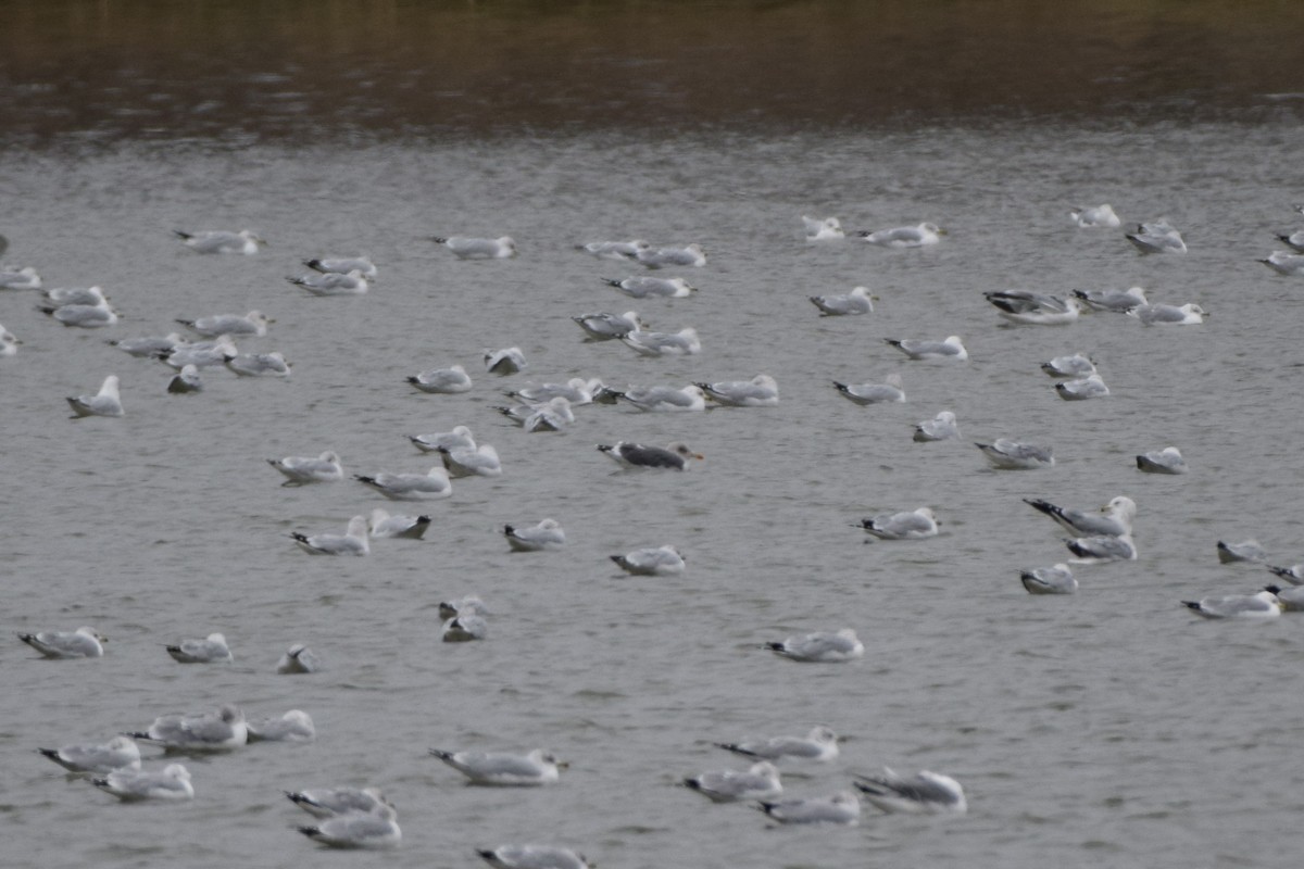 Kaio iluna - ML646870488