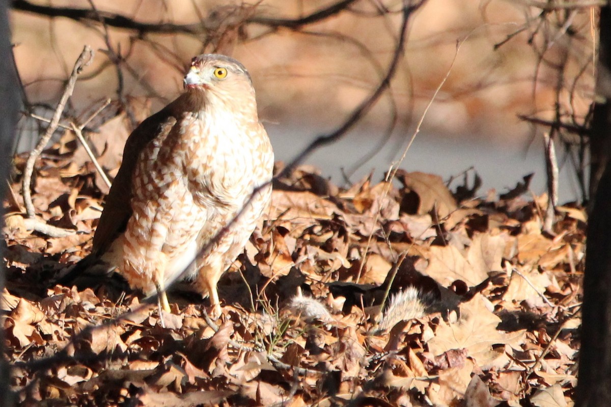 クーパーハイタカ - ML646870489