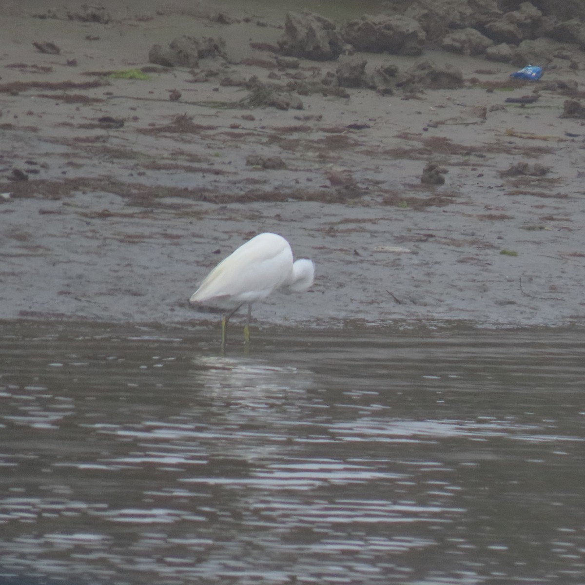 Snowy Egret - ML646870493
