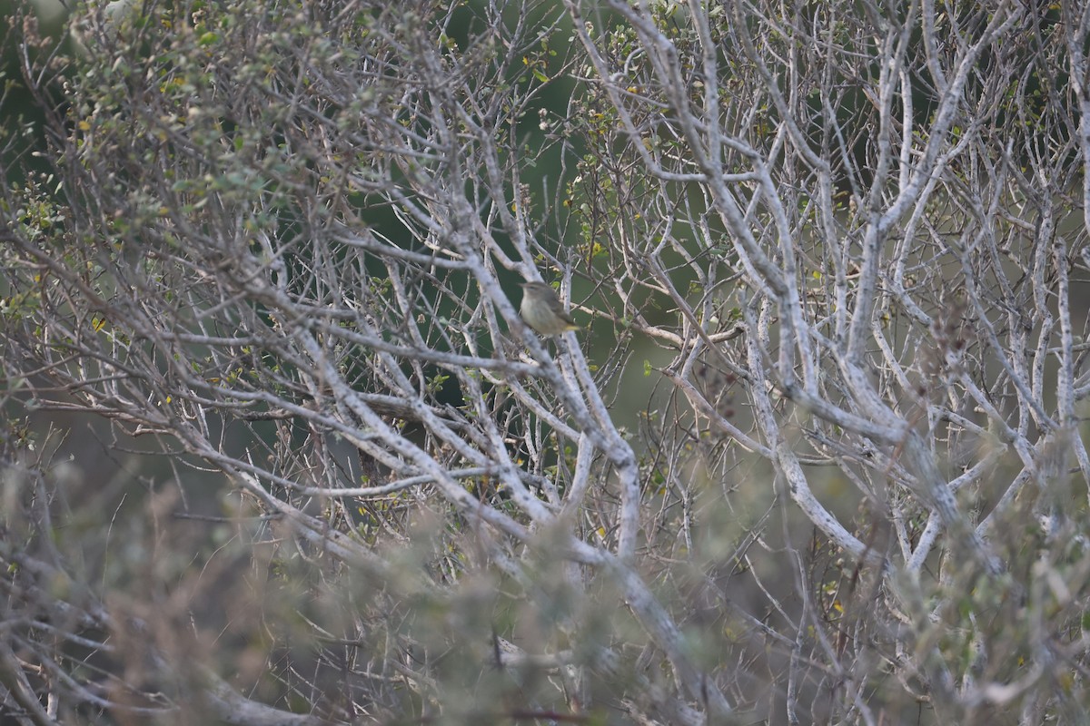 Palm Warbler - ML646870496