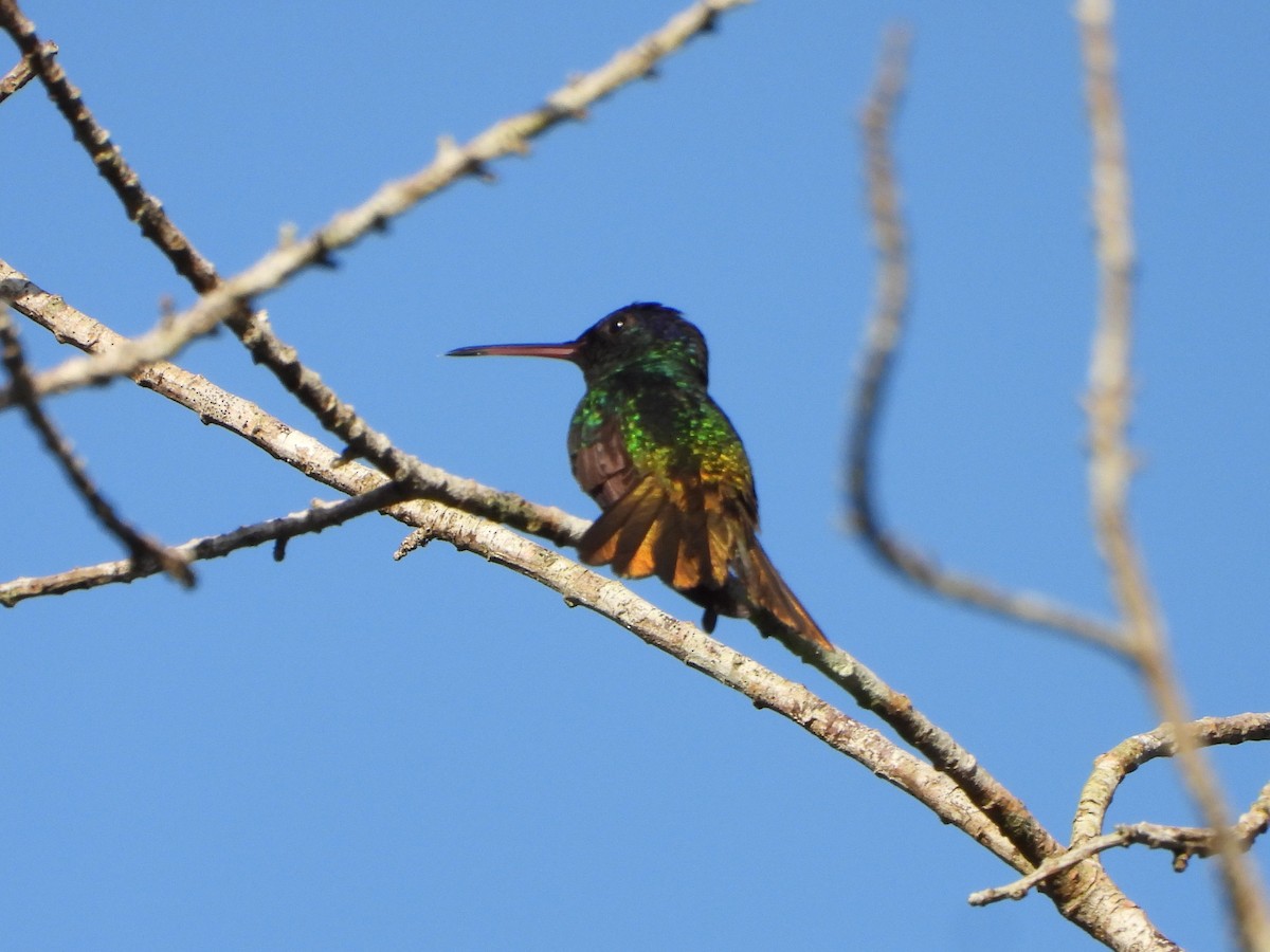 Golden-tailed Sapphire - ML646870497