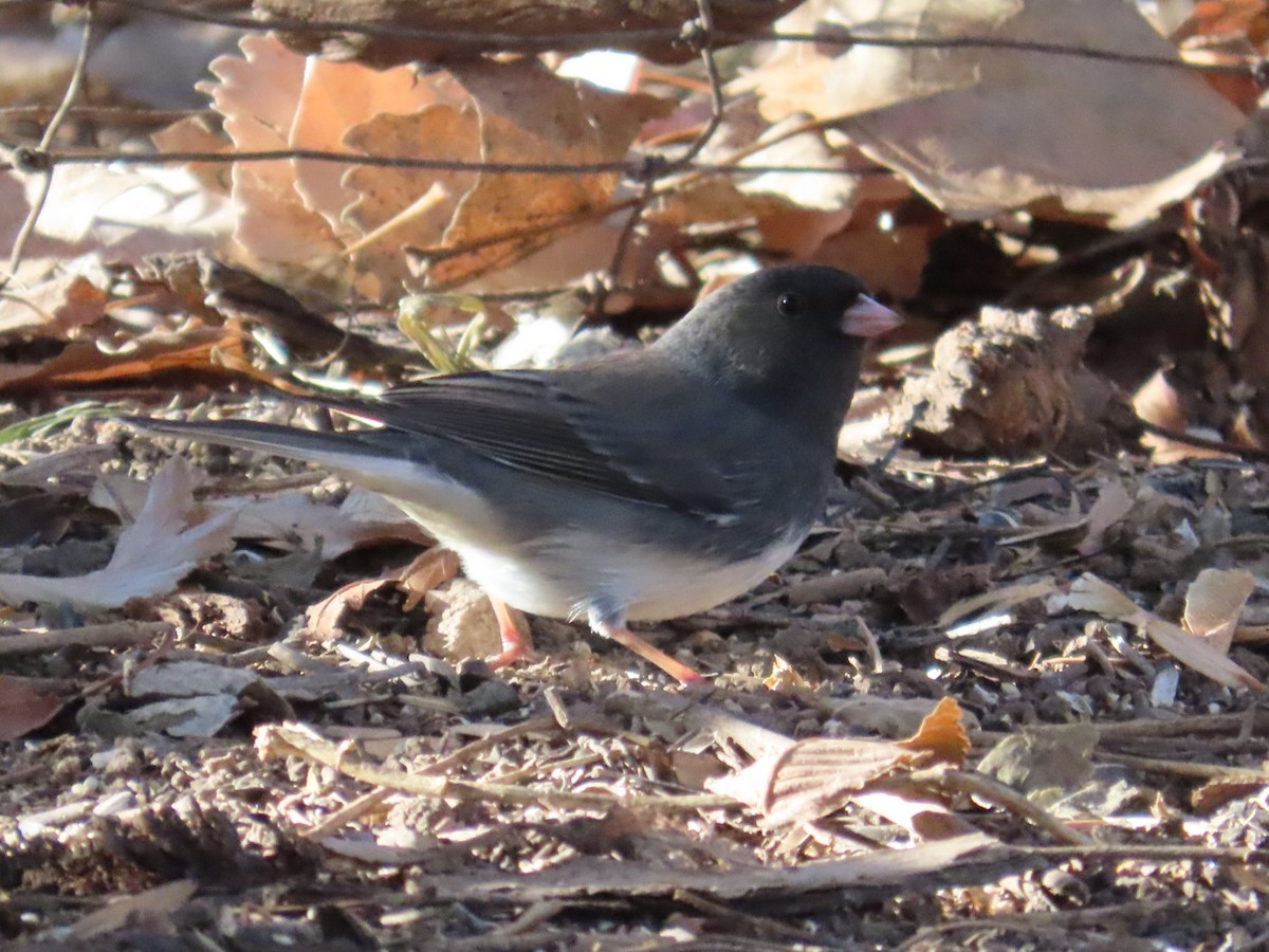 Dark-eyed Junco (Slate-colored) - ML646870498