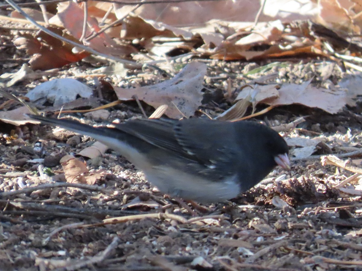 Dark-eyed Junco (Slate-colored) - ML646870499