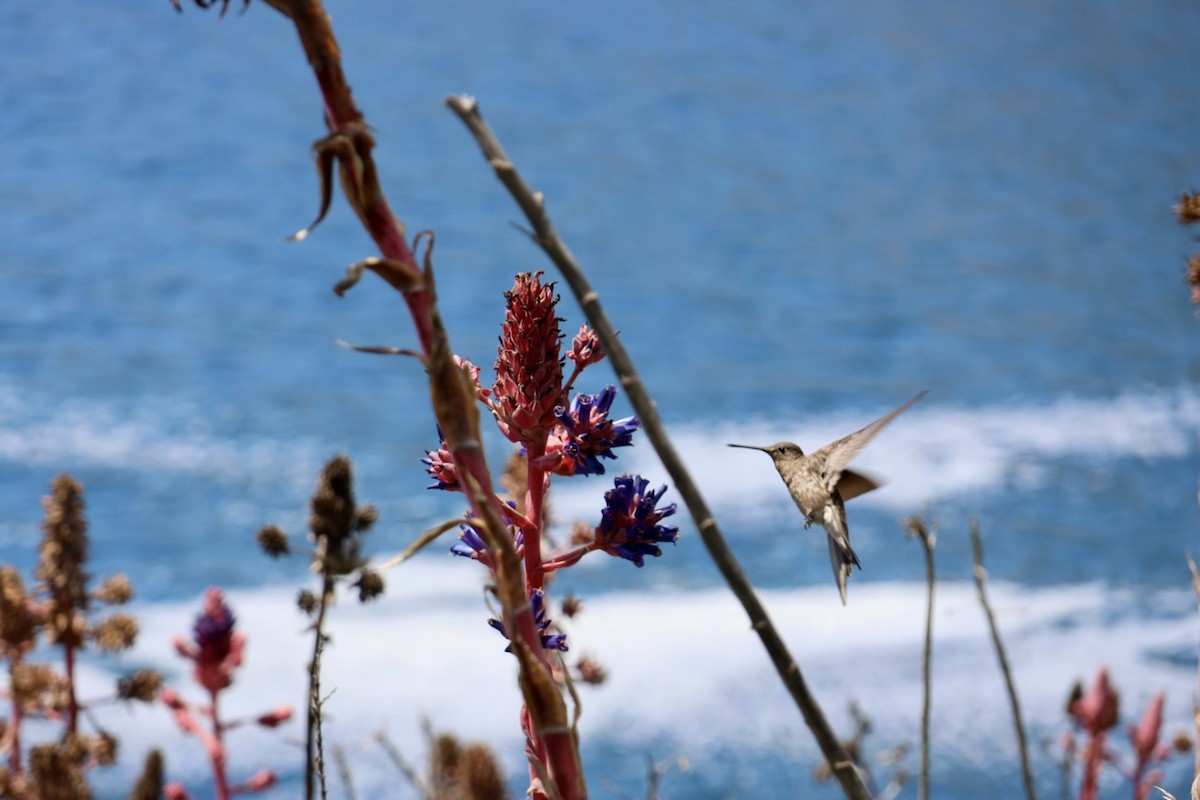 Giant Hummingbird - ML646870504