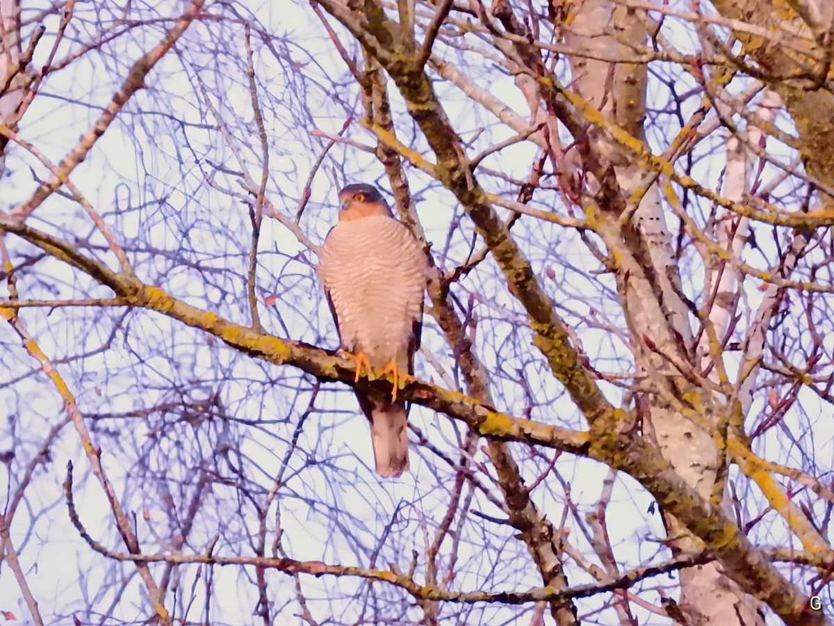 Eurasian Sparrowhawk - ML646870506