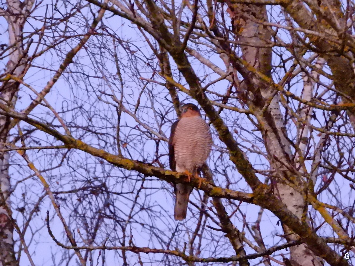 Eurasian Sparrowhawk - ML646870507