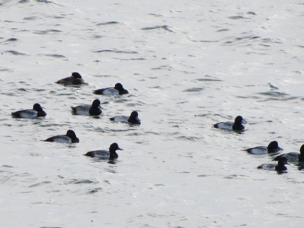 Морская чернеть - ML646870508