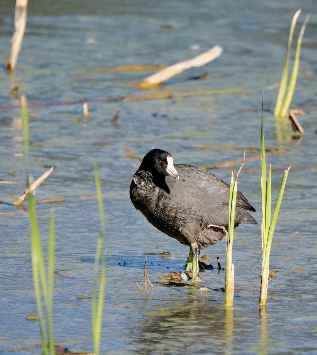 American Coot - ML646870509