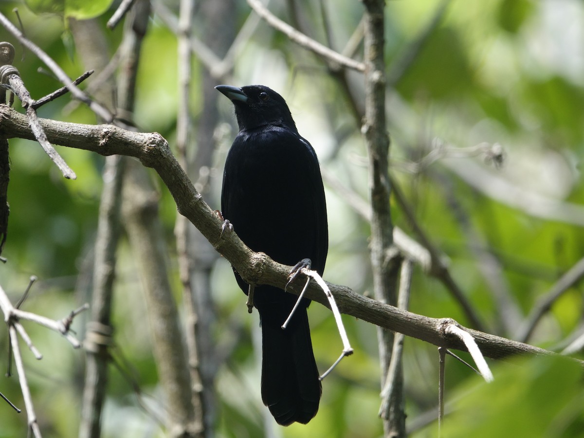 White-lined Tanager - ML646870511