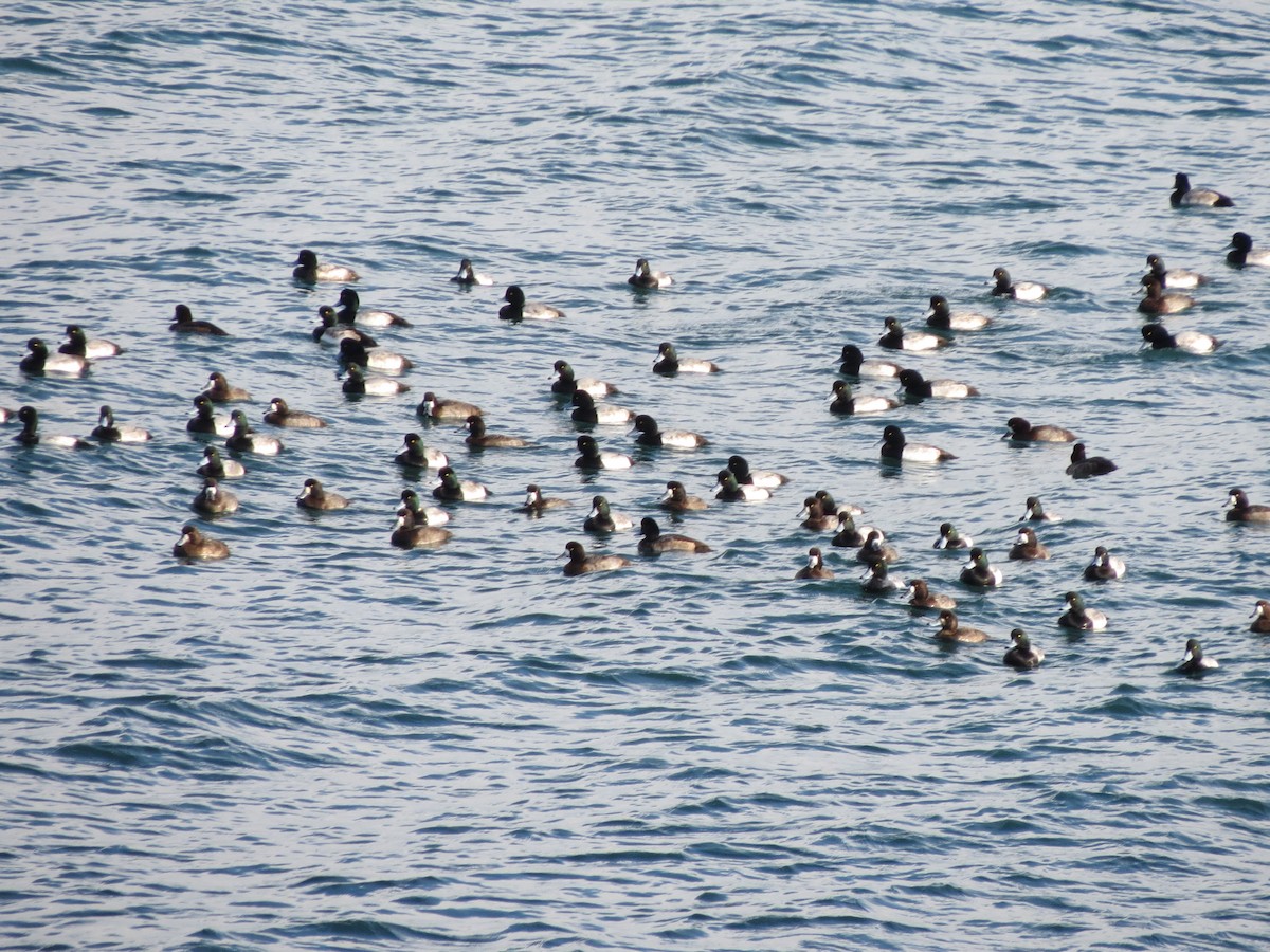 Морская чернеть - ML646870512