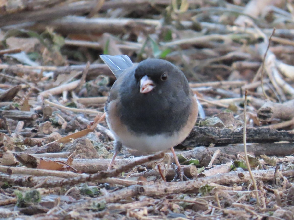 Dark-eyed Junco (Oregon) - ML646870517