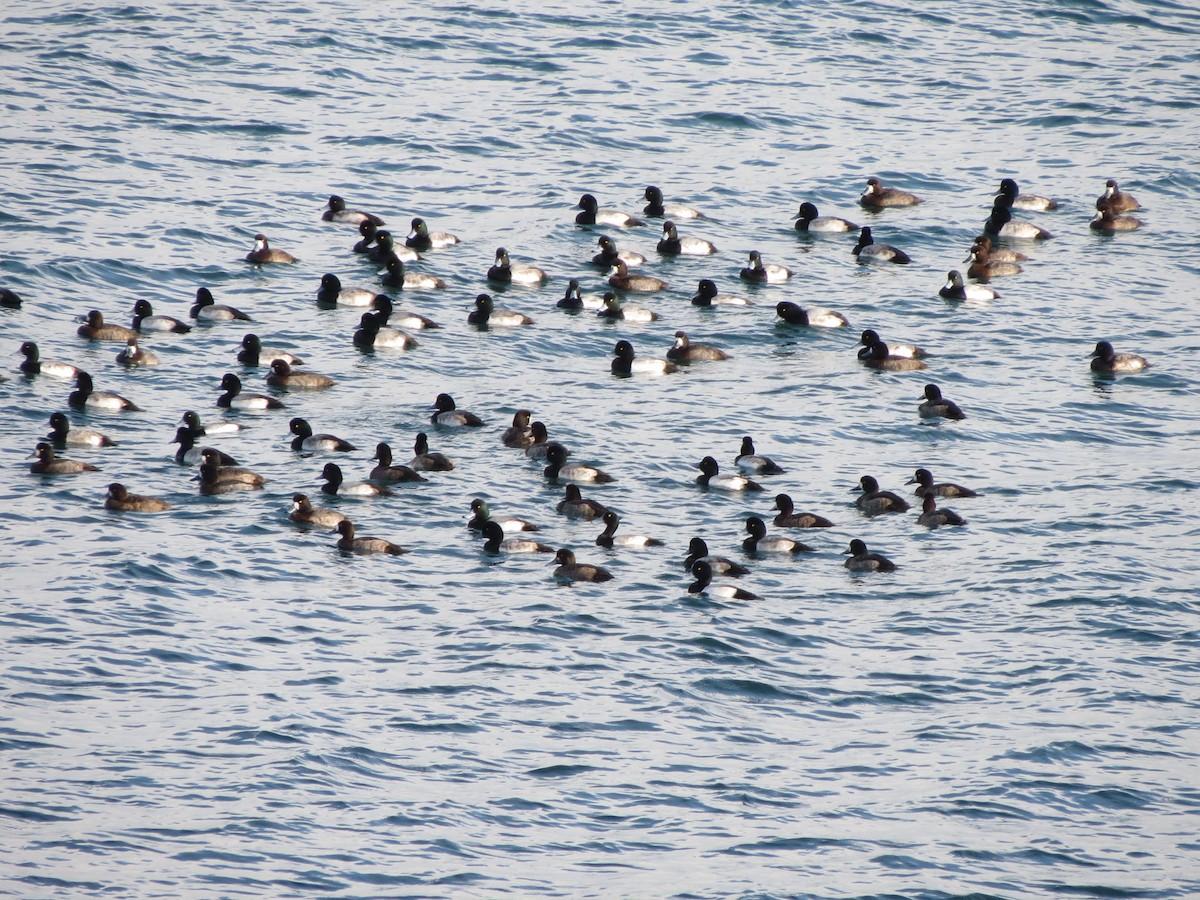 Морская чернеть - ML646870518