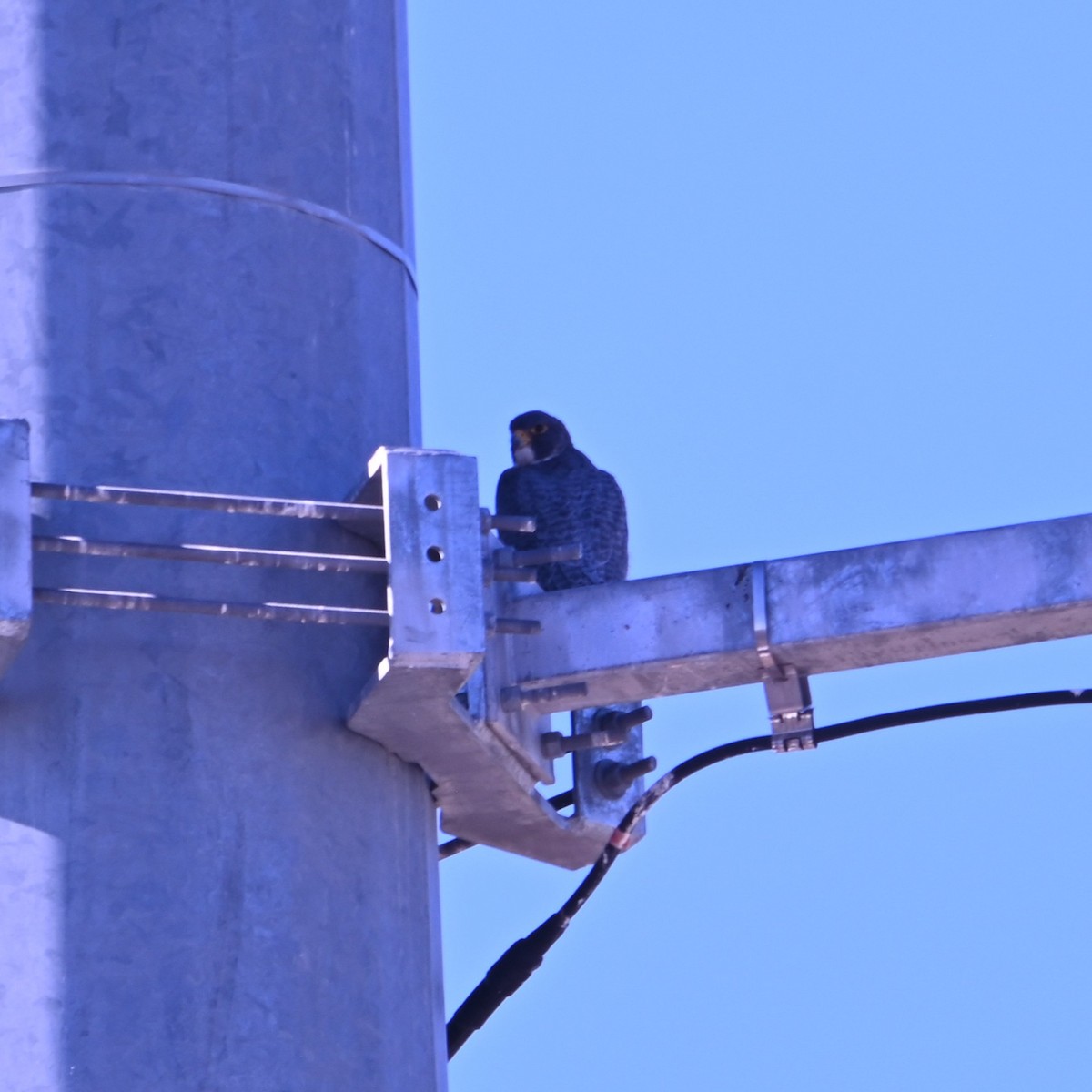 בז נודד - ML646870519