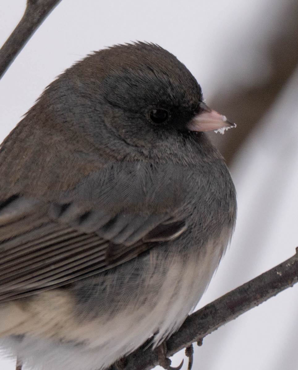 Dark-eyed Junco - ML646870520