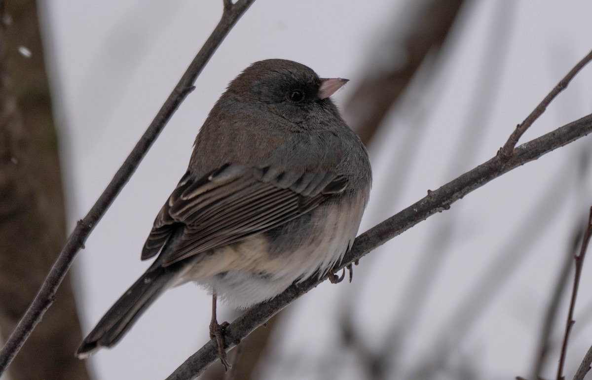Dark-eyed Junco - ML646870521