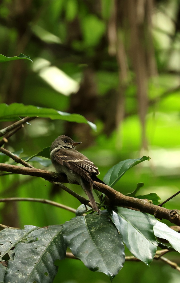 Hellbauch-Schnäppertyrann - ML646870522