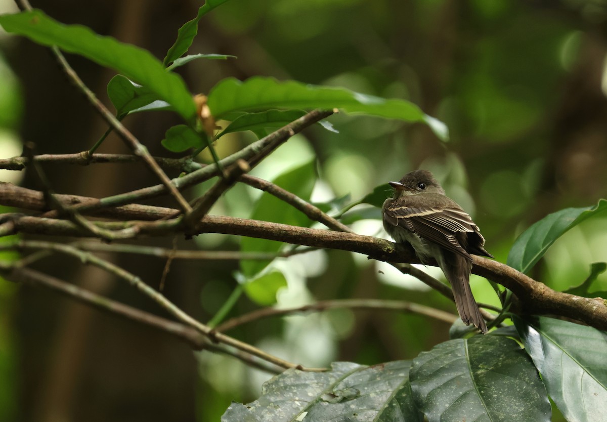 Hellbauch-Schnäppertyrann - ML646870523