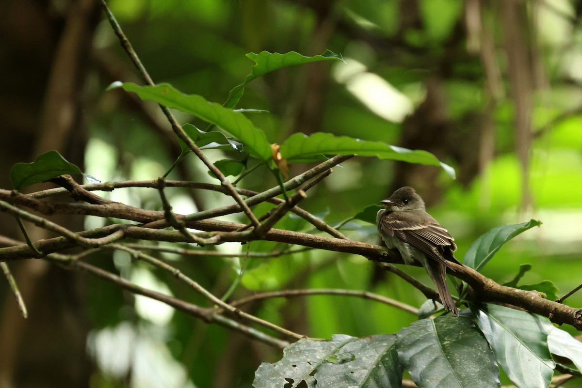 Hellbauch-Schnäppertyrann - ML646870524