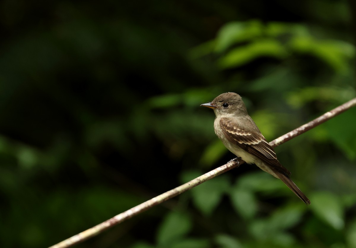 Hellbauch-Schnäppertyrann - ML646870525