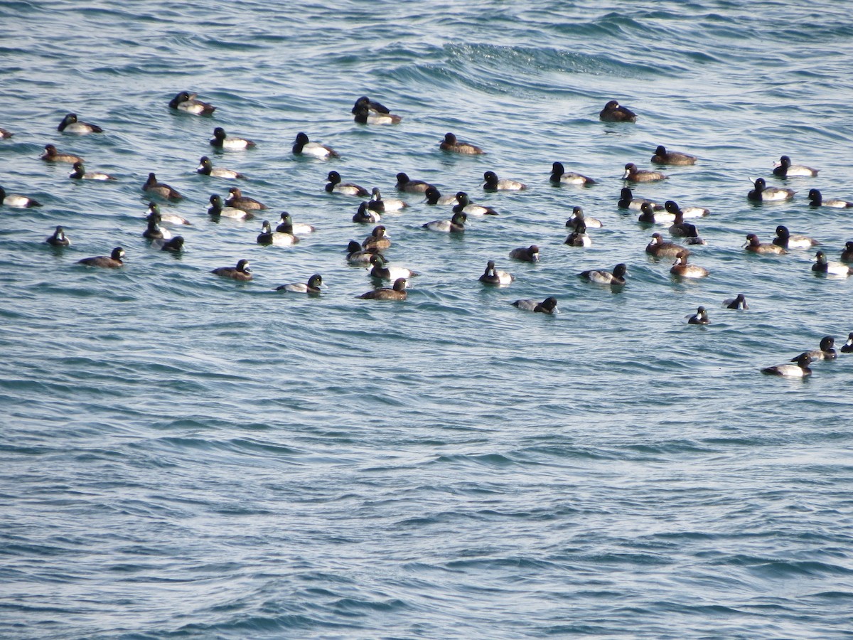 Морская чернеть - ML646870526