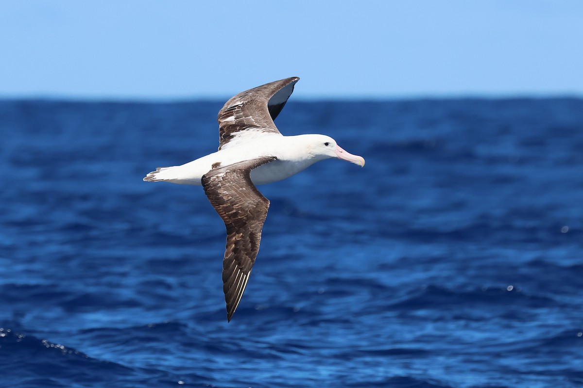 Antipodean Albatross (Gibson's) - ML646870527
