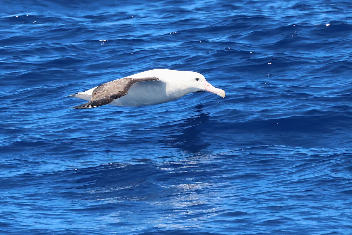 Antipodean Albatross (Gibson's) - ML646870528