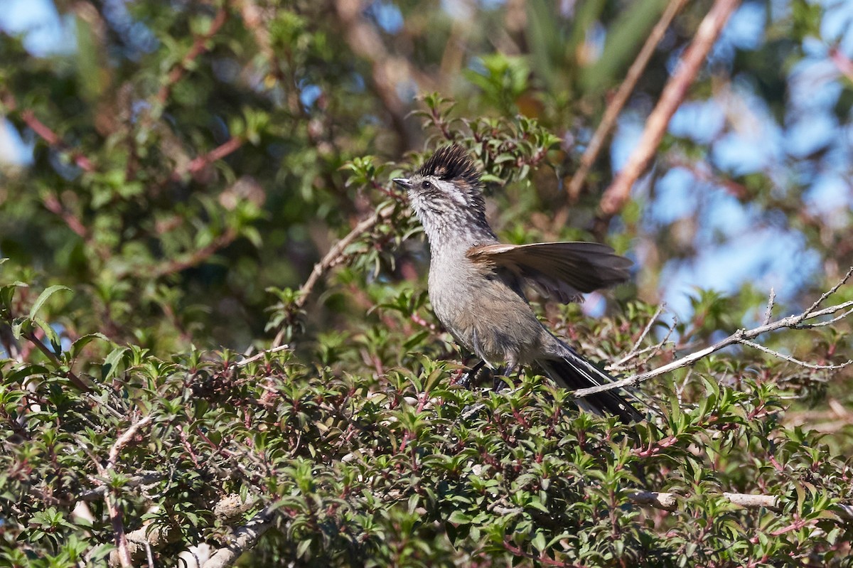 Plain-mantled Tit-Spinetail - ML646870531