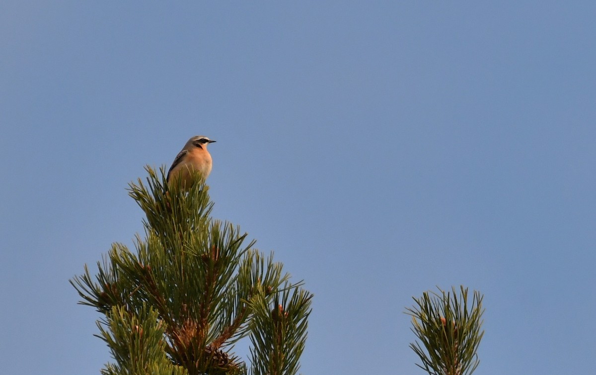 穗䳭 - ML646870533