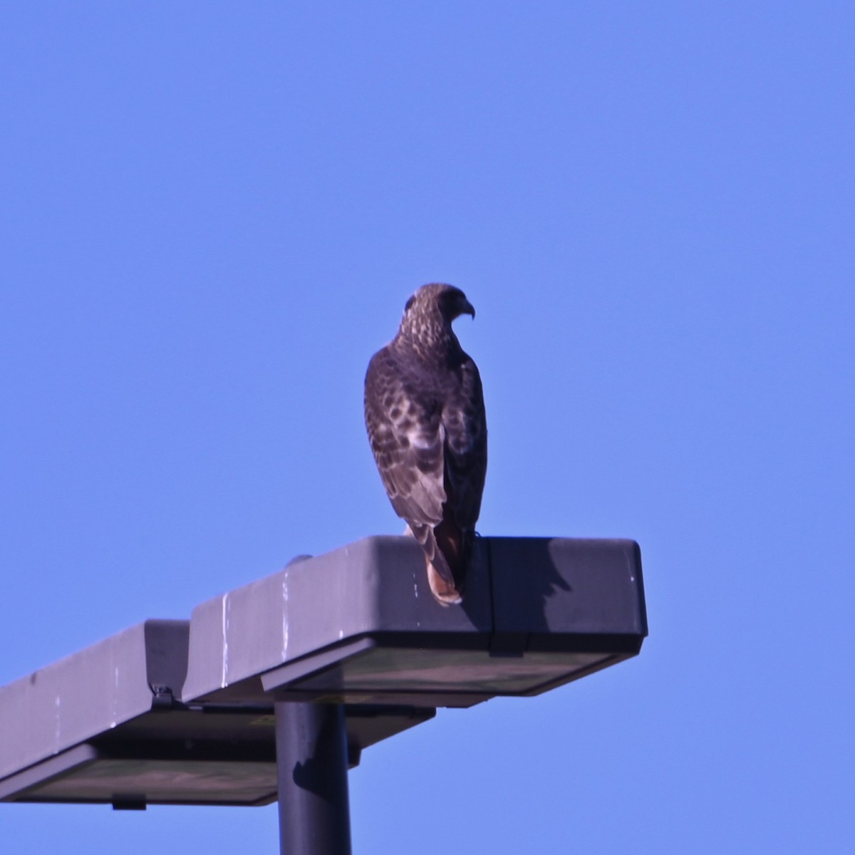 Red-tailed Hawk - ML646870535