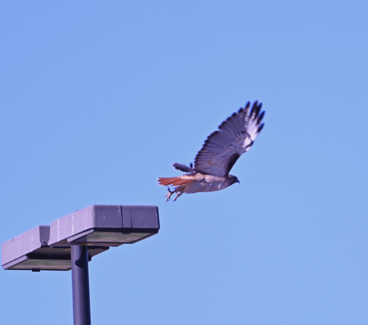 Red-tailed Hawk - ML646870536