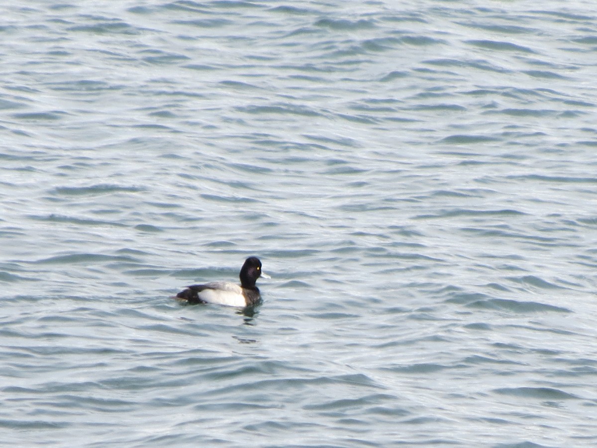 Porrón Bola - ML646870537