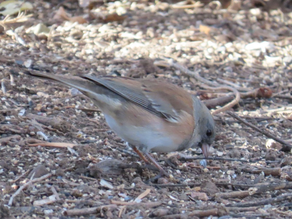 Dark-eyed Junco (Pink-sided) - ML646870538