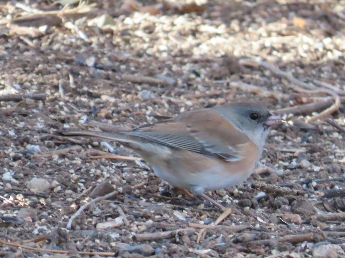 Dark-eyed Junco (Pink-sided) - ML646870539