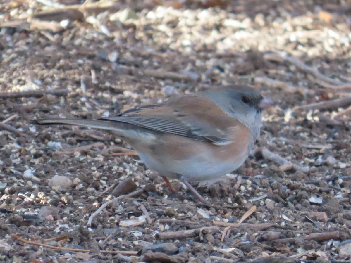 Dark-eyed Junco (Pink-sided) - ML646870540