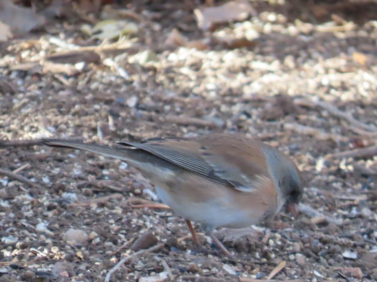 Dark-eyed Junco (Pink-sided) - ML646870541