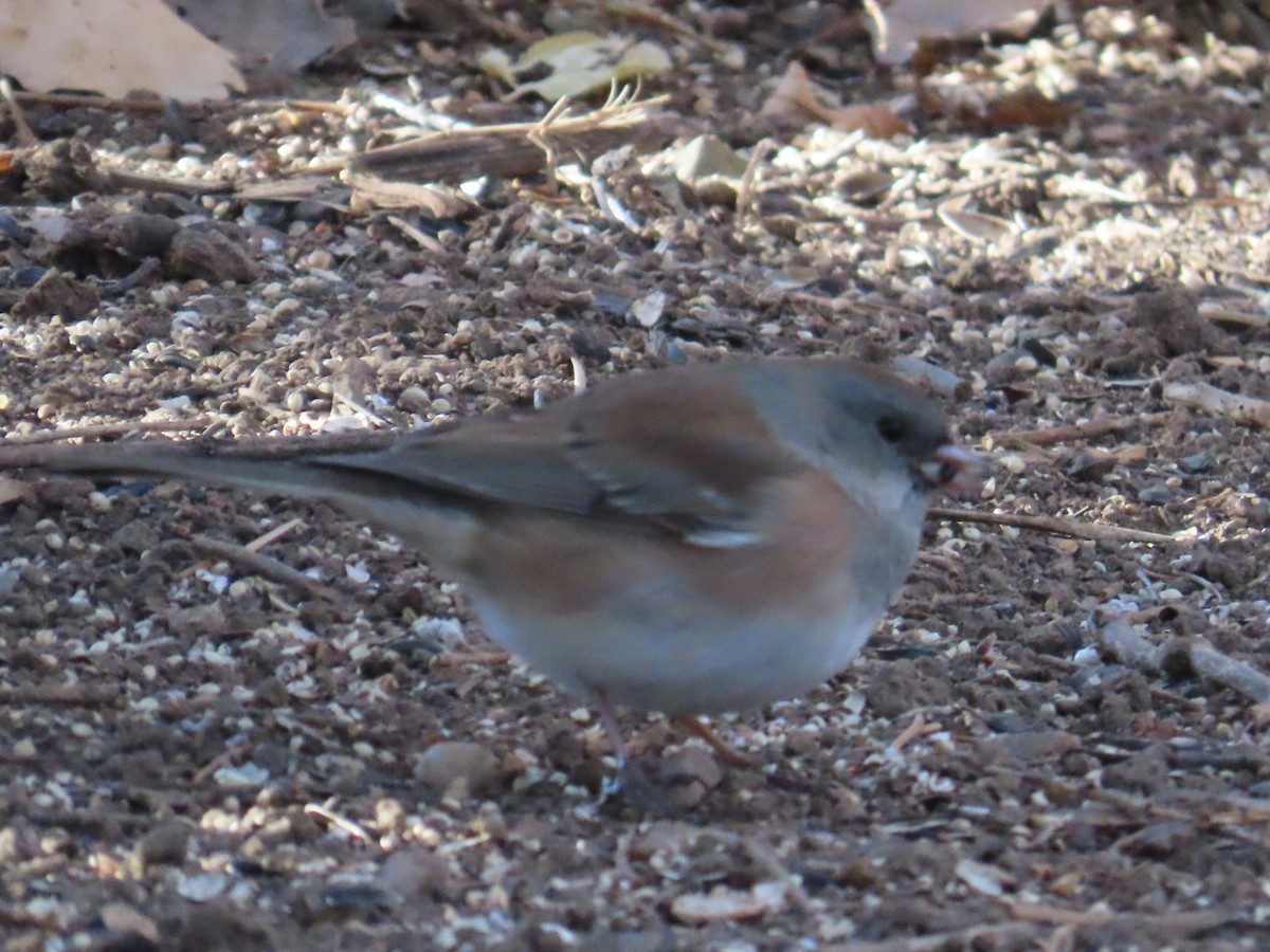 Dark-eyed Junco (Pink-sided) - ML646870542