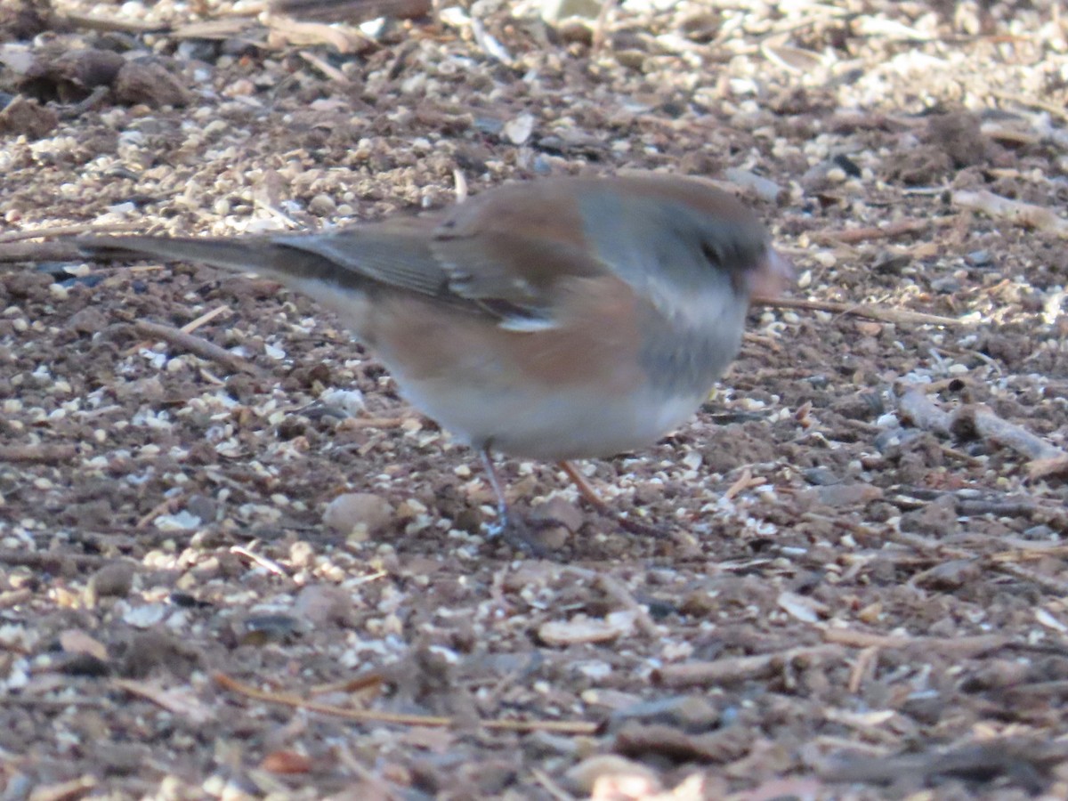Dark-eyed Junco (Pink-sided) - ML646870543