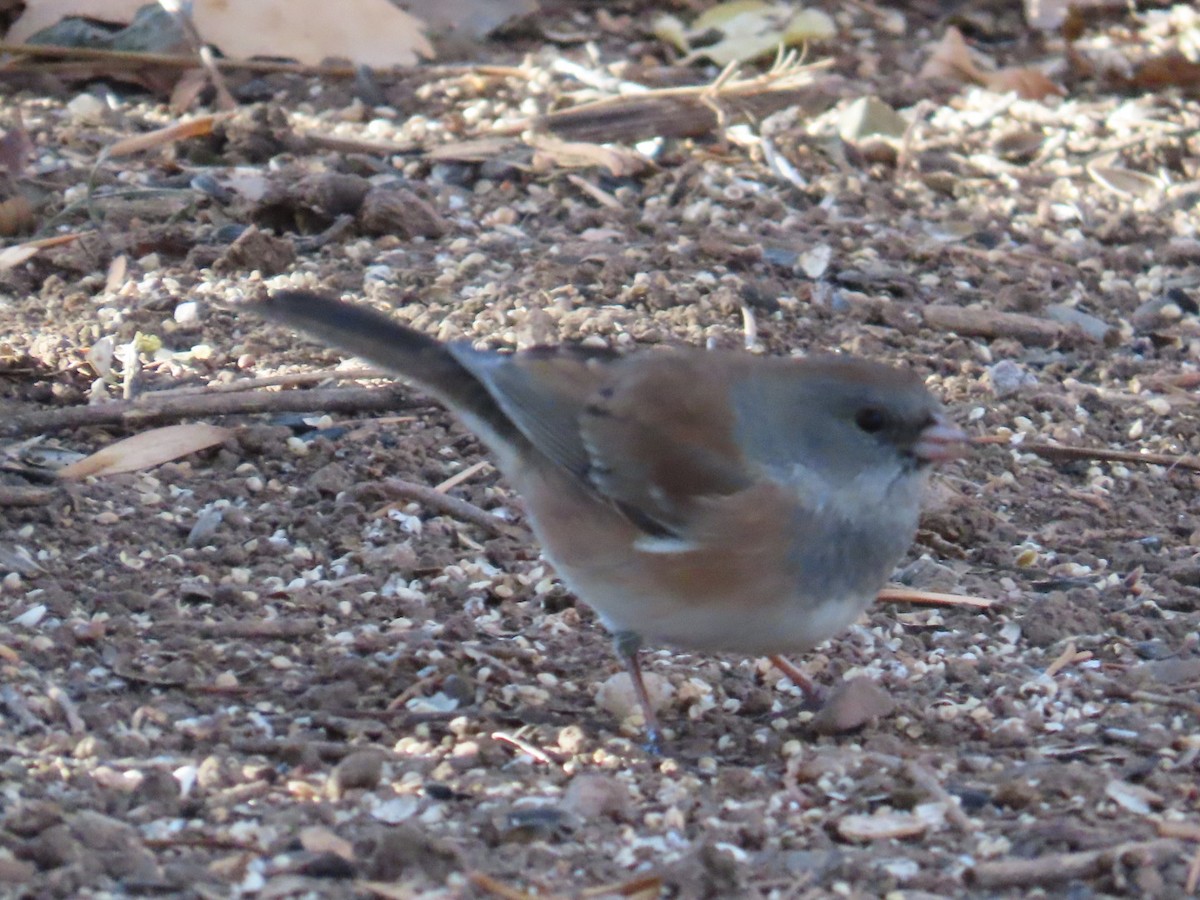 Dark-eyed Junco (Pink-sided) - ML646870544