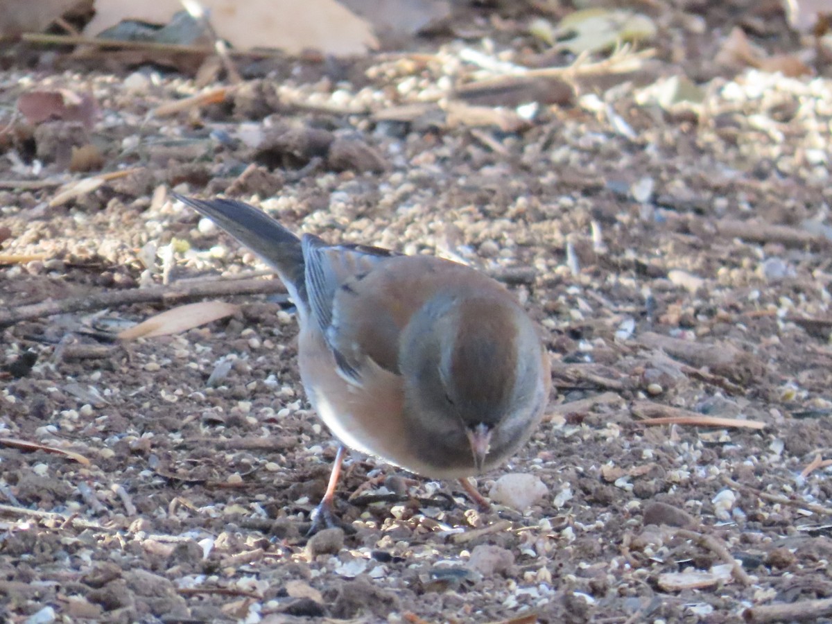 Dark-eyed Junco (Pink-sided) - ML646870545