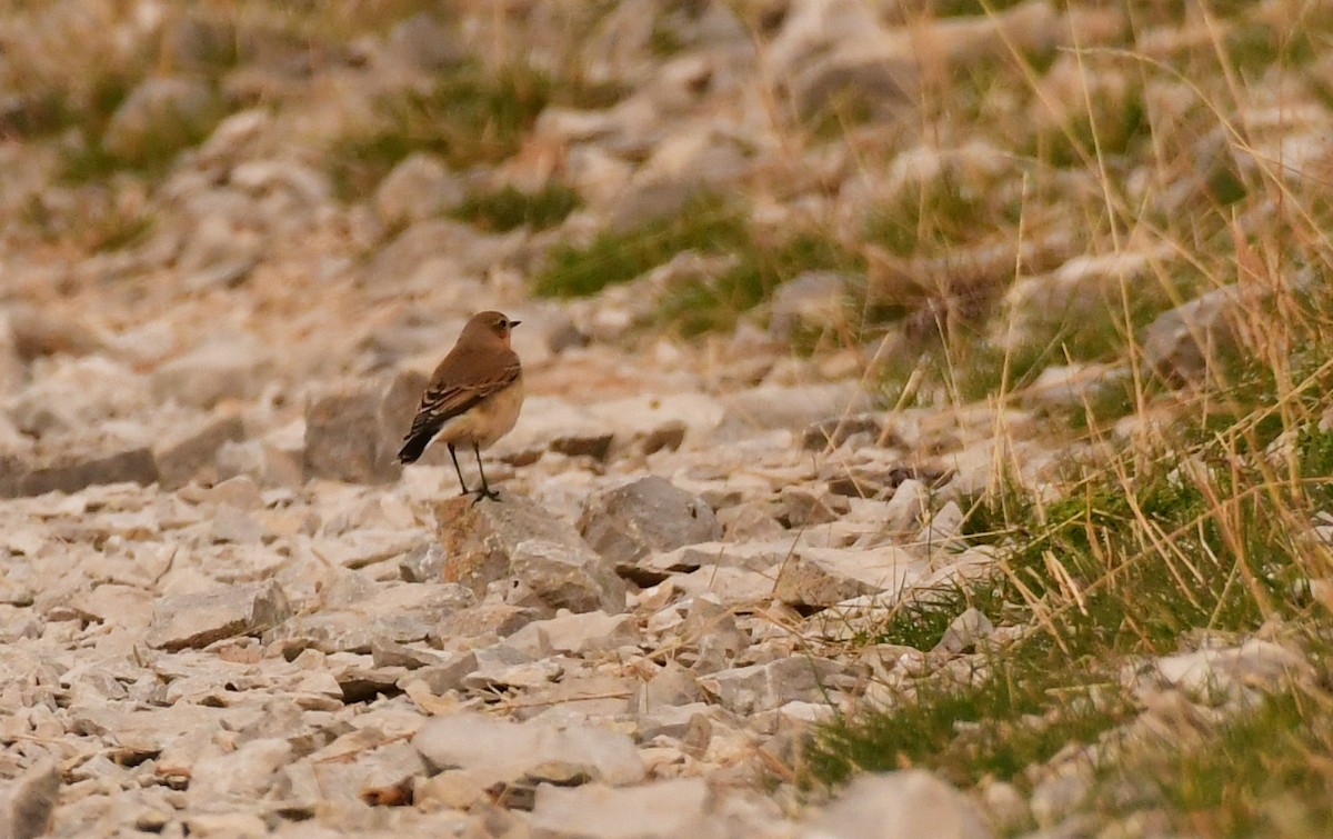 穗䳭 - ML646870546