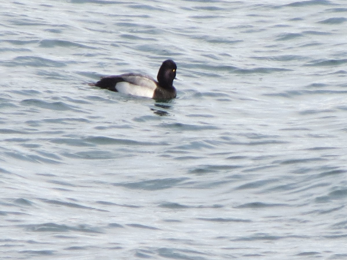 Porrón Bola - ML646870548