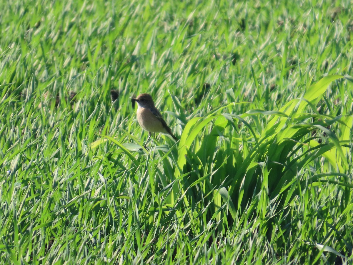 Siberian Stonechat - ML646870549