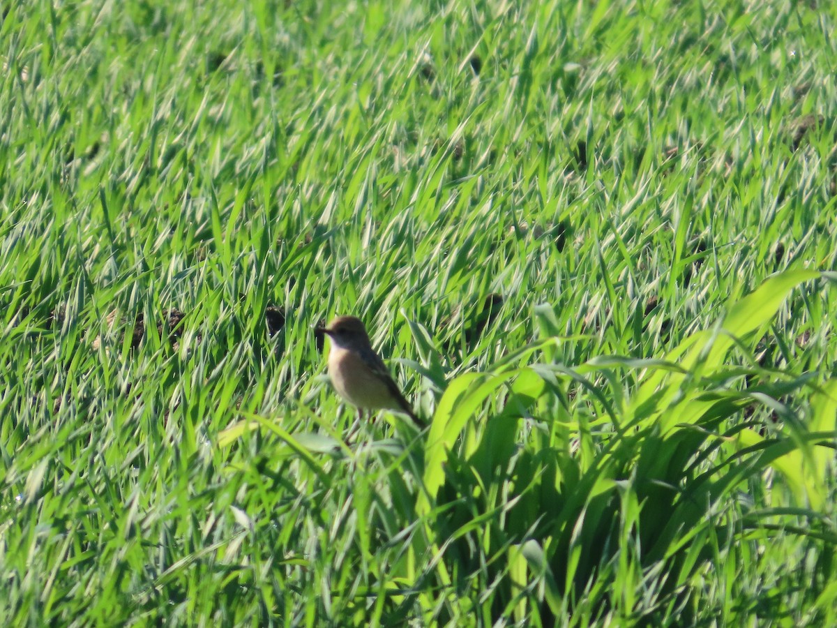 Siberian Stonechat - ML646870550