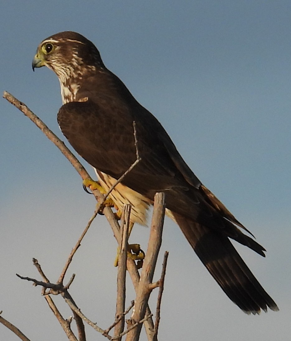 Merlin - ML646870551