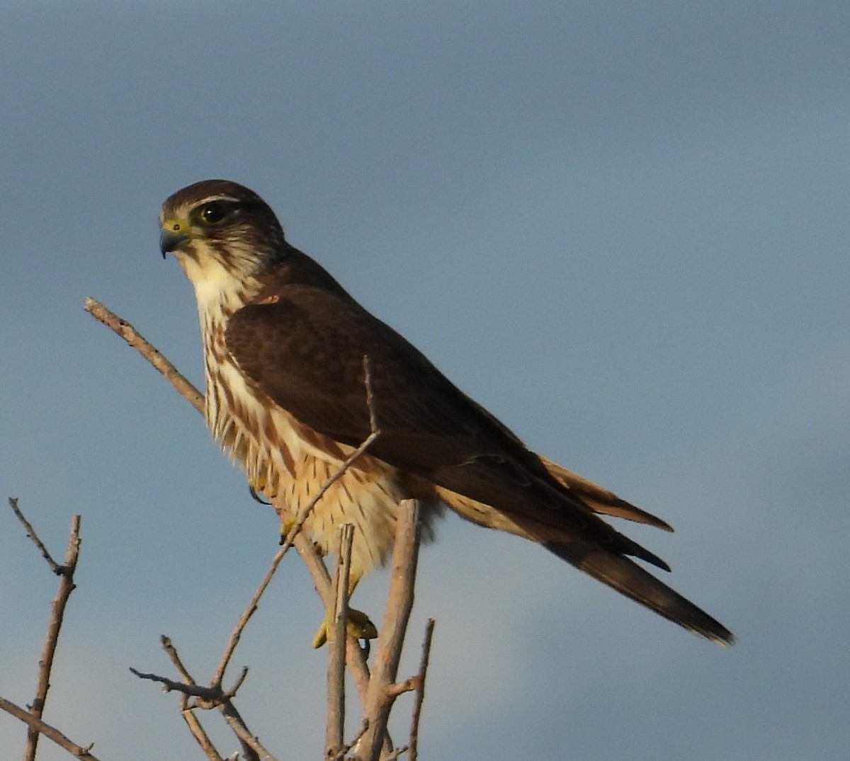 Merlin - ML646870552