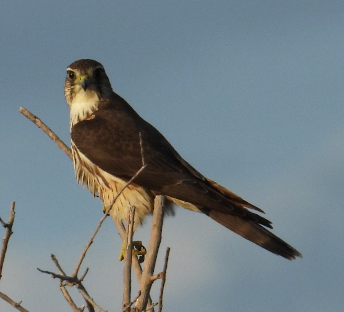 Merlin - ML646870553