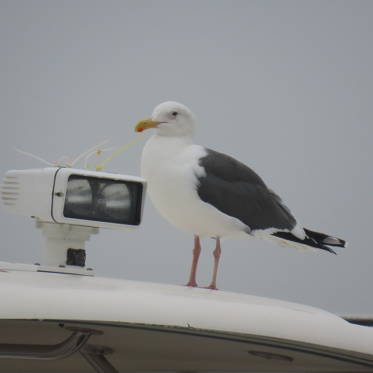 Western Gull - ML646870554