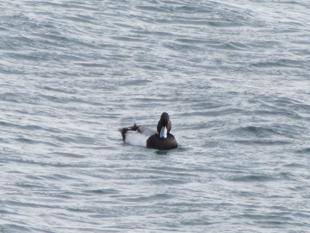 Porrón Bola - ML646870559